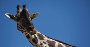 Foto: Christian Chávez, AP.