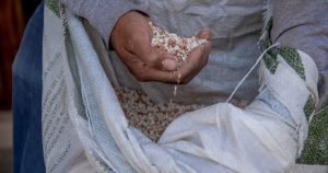 México podría verse obligado a permitir que ese país venda maíz
genéticamente modificado para elaborar masa y tortillas, por ejemplo. Foto: Cuartoscuro