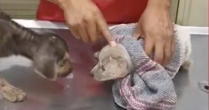 Foto: Captura de pantalla