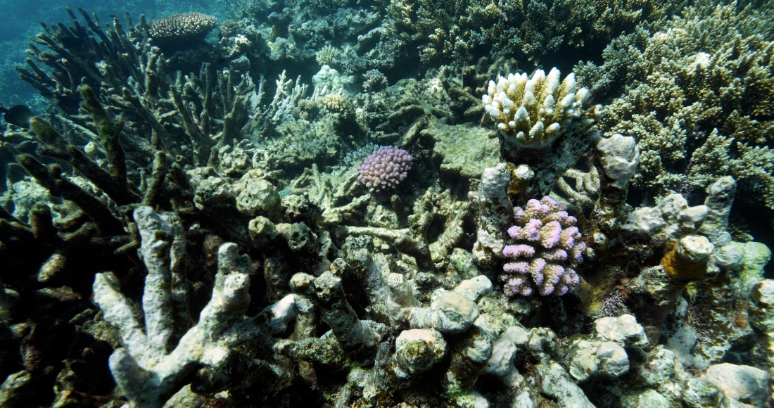 Coral en el arrecife Moore el 13 de noviembre de 2022, frente a la costa de Queensland, en el este de Australia. Foto: Sam McNeil, AP, Archivo