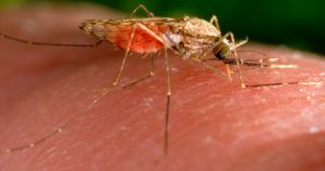 Fotografía de 2014 facilitada por los Centros para el Control y la Prevención de Enfermedades de EE.UU. que muestra una hembra del mosquito Anopheles gambiae mientras se alimenta. Este insecto es un conocido transmisor del parásito causante de la malaria. (James Gathany/CDC vía AP, Archivo)