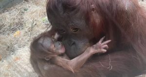 Foto: Zoológico de Blackpool