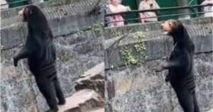 Zoológico chino asegura que sus osos son reales tras las especulaciones en Internet