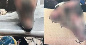 Quintana Roo: Dos mujeres prenden fuego a un perro por robarse un huevo; las detienen