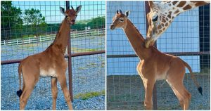 Foto: Twitter @basilfangs