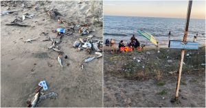Peces muertos en playa de Sinaloa. Fotos: Twitter @AndreaSal26. 