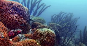 El Sistema Arrecifal Veracruzano es un parque marino en donde convergen miles de especies acuáticas que habitan en la gran reserva coralina situada frente a las costas del puerto de Veracruz.