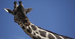 La jirafa Benito en el Parque Central de Ciudad Juárez, Chihuahua. Foto: AP