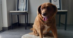 Bobi, un perro Rafeiro do Alentejo, posa para una fotografía para su certificado del Guinness World Record como el perro de mayor edad del mundo, el sábado 20 de mayo de 2023, en su residencia en Conqueiros, en el centro de Portugal. Foto: Jorge Jeronimo, AP