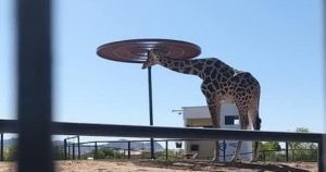 Los activistas denunciaron malas condiciones de la jirafa Benito. Foto: X @SalvemosABenito.