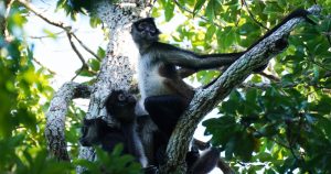 Monos araña en un árbol en la Reserva de la Biosfera de Calakmul, un área natural protegida en la Península de Yucatán, México, el 10 de enero de 2023. Foto: Marco Ugarte, AP