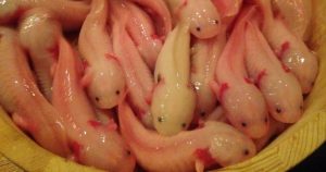 Un restaurante, ubicado en Yokohoma, Japón, ha provocado indignación en redes sociales, luego de que se dio a conocer que entre su menú ofrece ajolotes fritos. Foto: Twitter @nelvaldez