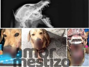 El caso de la perrita Belén fue dado a conocer por la organización “Amor Mestizo Albergue Canino”, la cual informó que su mandíbula resultó fracturada después de que un cuete que le explotó en el hocico.