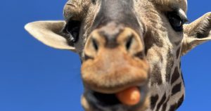 Foto: Twitter @SalvemosABenito