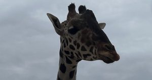 La jirafa Benito soportando la caída de aguanieve en Cd. Juárez, Chihuahua. Foto: @SalvemosABenito, X