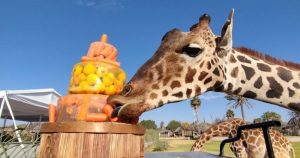 Foto: X @GregoryCamacho