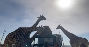 Jirafa Benito se integra a la manada. Foto: Africam Zafari. 