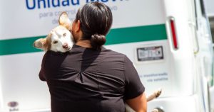En 2023, el Congreso de la Ciudad de México aprobó reformas a la Ley de Protección a los Animales local que coinciden en la necesidad de garantizar el bienestar y el estado mental de los seres sintientes. Foto: Sedema/ Cuartoscuro.