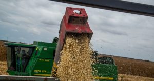 Cosecha de maíz sin uso de glifosato en Culiacán, Sinaloa.