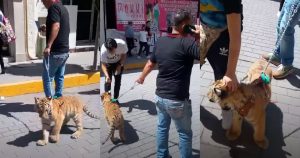 Foto: Captura de pantalla