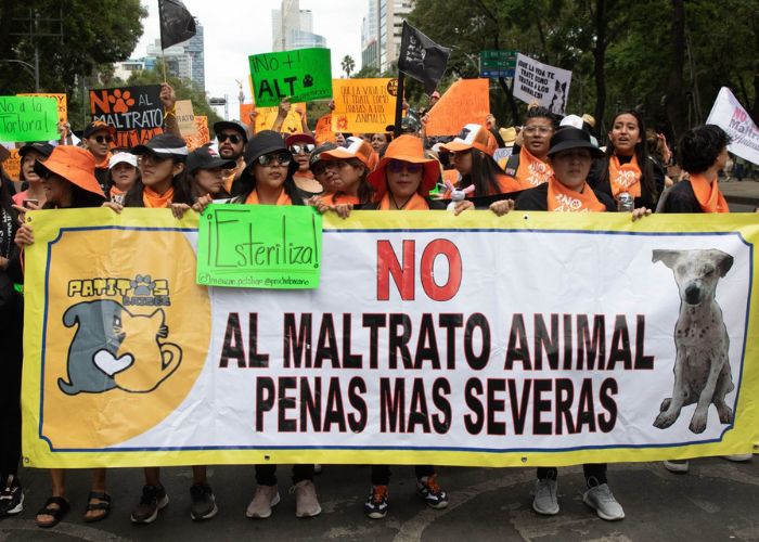 maltrato animal iniciativa amlo elecciones 2024 