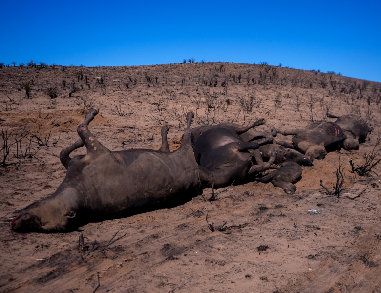 Ganado muerto en un incendio forestal yace sobre terreno quemado en un rancho, el viernes 1 de marzo de 2024, en Skellytown, Texas.