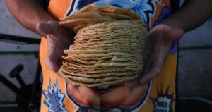 México busca prohibir el maíz transgénico a nivel constitucional