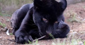 Foto: X @Zoo_morelia