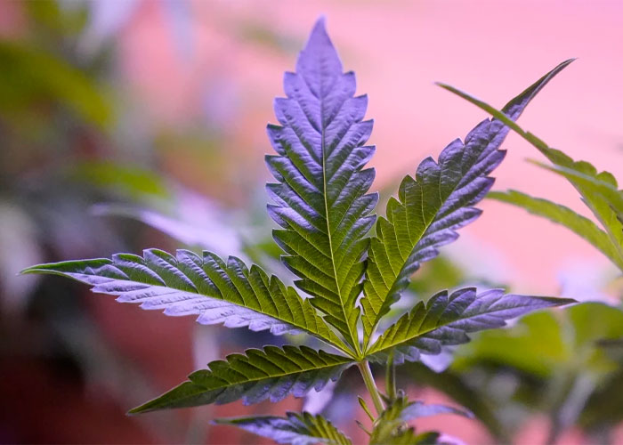 brasil-legalizacion-mariguana-3