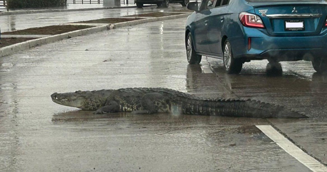Foto: Captura de pantalla