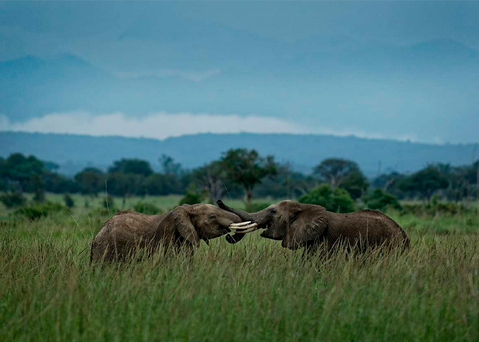 elefantes-africanos-nombres-2