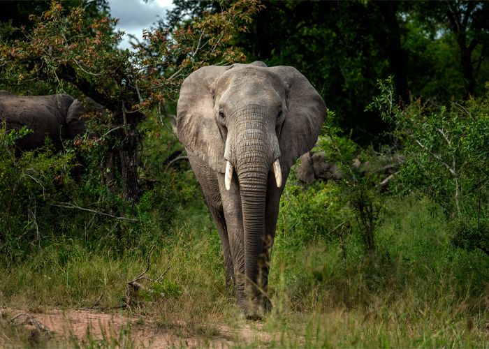 elefantes-africanos-nombres-4