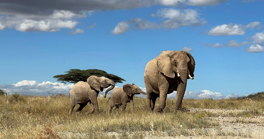 elefantes-africanos-nombres