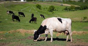 Vacas pastan en un campo en Luncavita, Rumanía, el 21 de mayo de 2019. Dinamarca gravará a los ganaderos por las emisiones de efecto invernadero producidas por sus vacas, ovejas y cerdos de 2030, el primer país que lo hace en un intento de combatir una importante fuente de emisiones de metano, uno de los gases más potentes que contribuyen al calentamiento global.