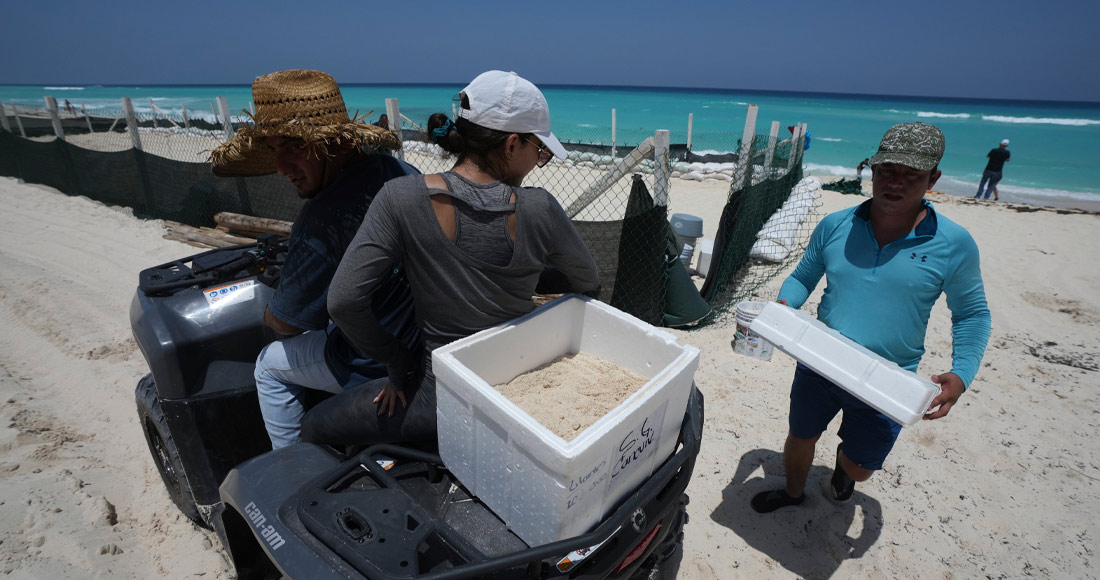 huevos-tortuga-cancun-huracan-beryl