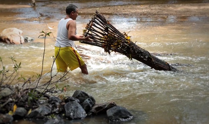 Las chacaleras se usan para atrapar a las acamayas.
