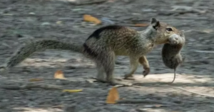 Una ardilla terrestre de California en el condado de Conta Costa corre con un campañol que cazó en la boca. Foto: SONJA WILD, UC DAVIS