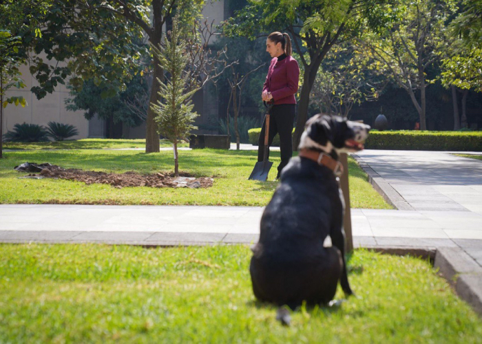 Sheinbaum cerró el año con mensaje en redes: "Nos va a ir muy bien en 2025".