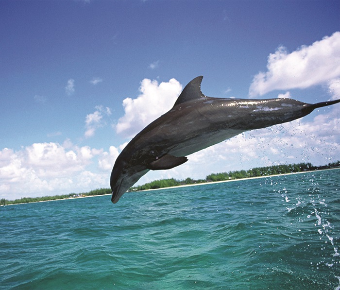 Isla Aguada tiene una reserva de delfines
