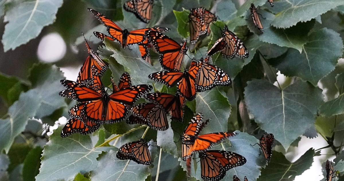 MARIPOSAS MONARCA