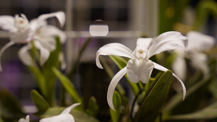 Orquídeas. Expo-venta 