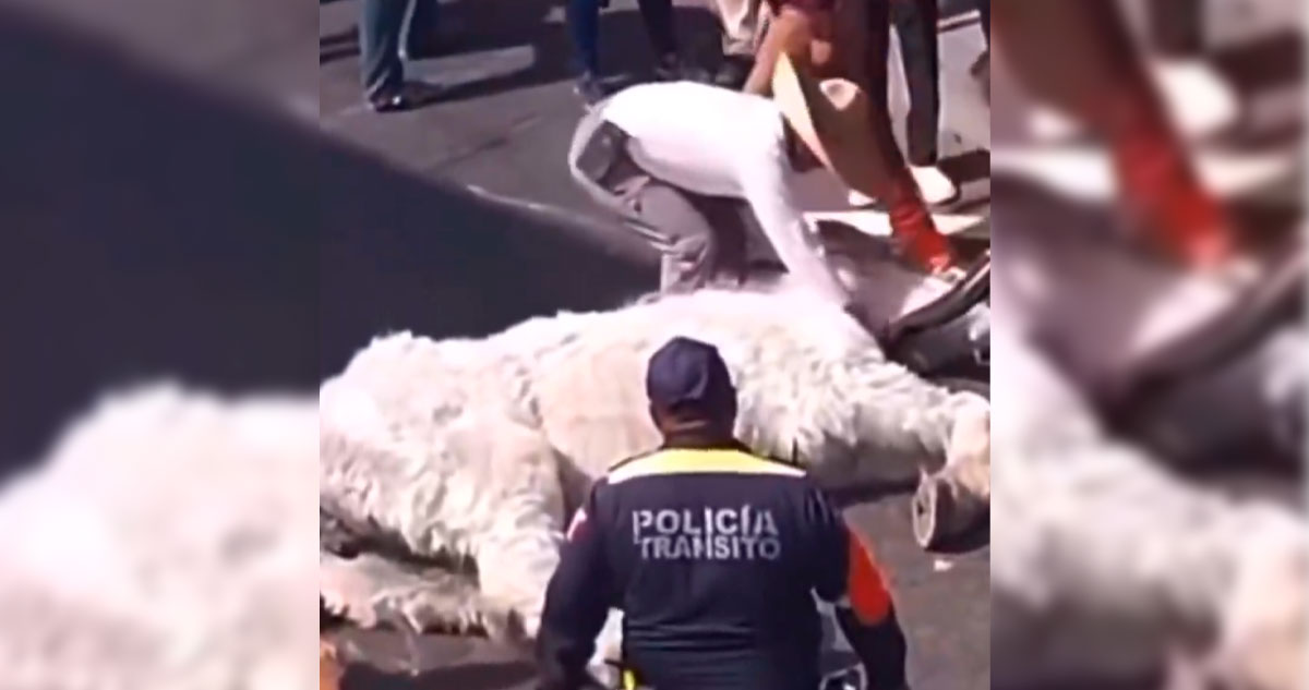 Caballo se desploma en Atlixco tras jalar una calandria