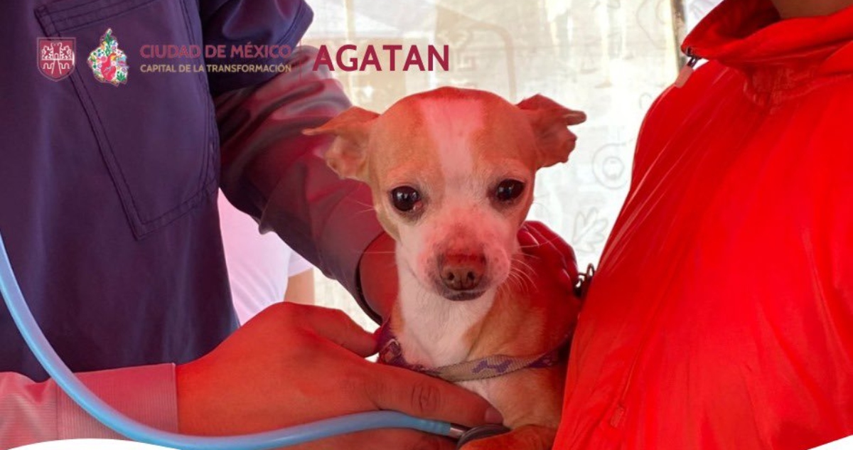 Agatan ofrece esterilización gratuita para mascotas en CdMx; lugar, hora y detalles.