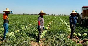 Cosecha de miedo en California