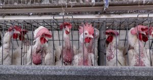 Gallinas en jaulas