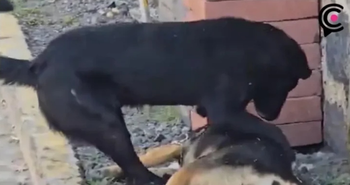 Envenenan a cinco perros en Atlixco, Puebla.