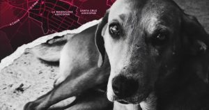 Envenenan a cinco perros en Atlixco, Puebla.