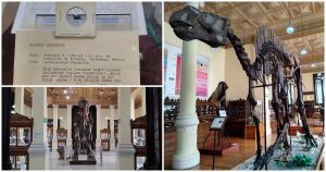 Fósiles y meteoritos en el Museo de Geología.