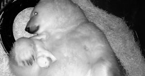 La primera oso polar nacida en América Latina trae alegría al acuario de São Paulo