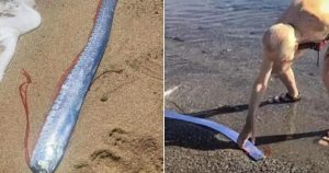 VIDEOS: Pez remo aparece en Baja California y revive mitos sobre desastres naturales.